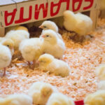 Zweinutzungshuhn-Küken