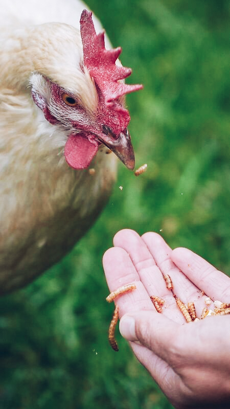 Hühner fressen Flowfeedchickins