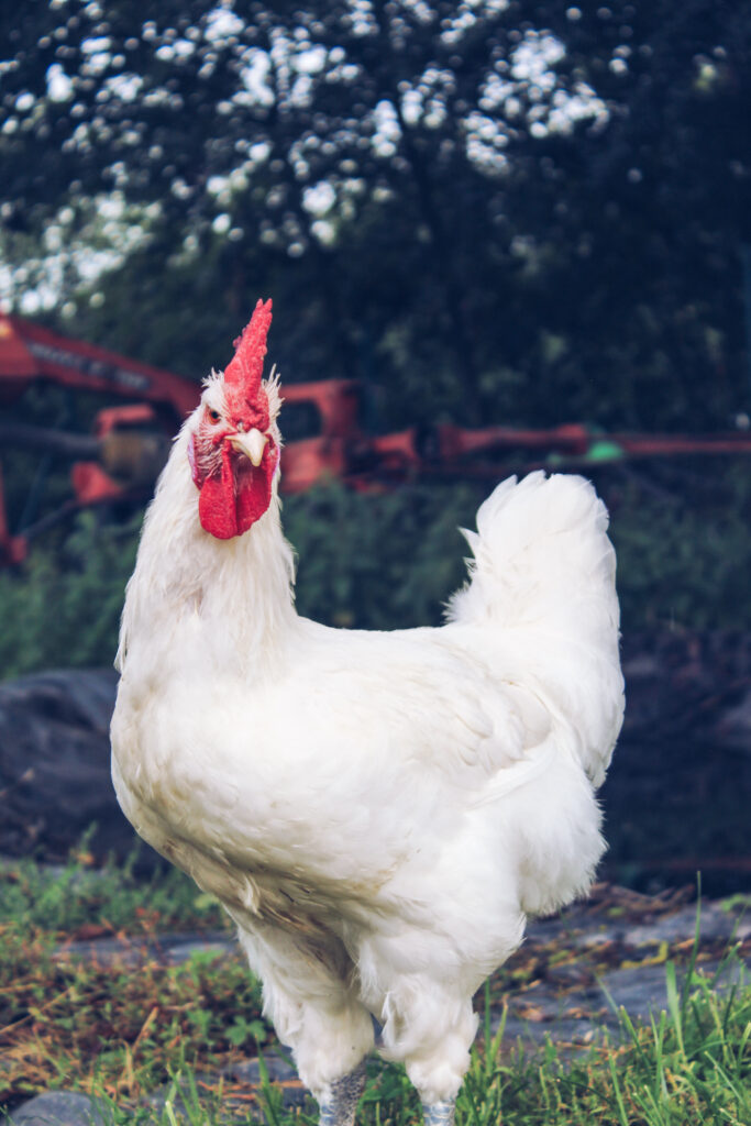 ÖTZ Bresse Gauloise Hahn