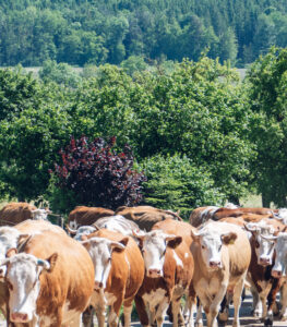 Fleckvieh ÖTZ Bullenempfehlungen