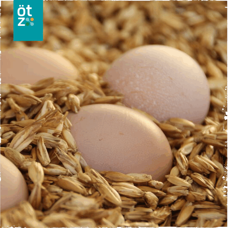 Hatching eggs ÖTZ Caramel