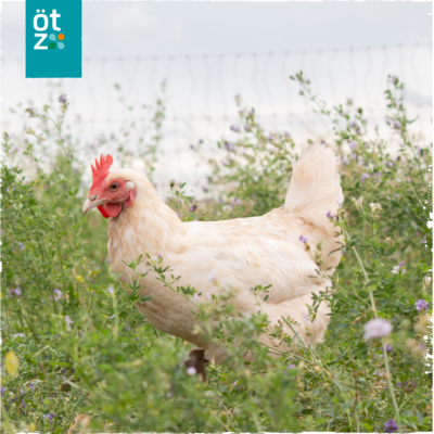 ÖTZ Coffee-Henne weiß