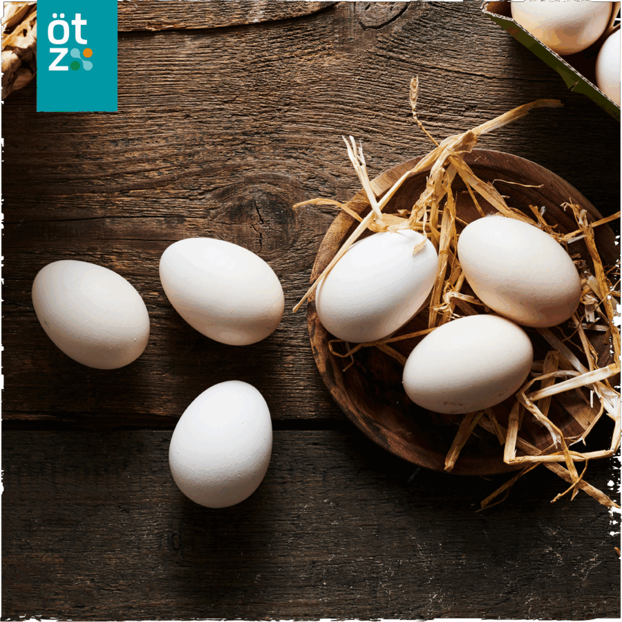 Hatching eggs ÖTZ Bresse Gauloises