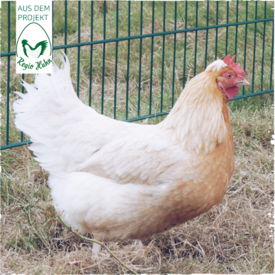 RegioHuhn SteirerEgg Henne