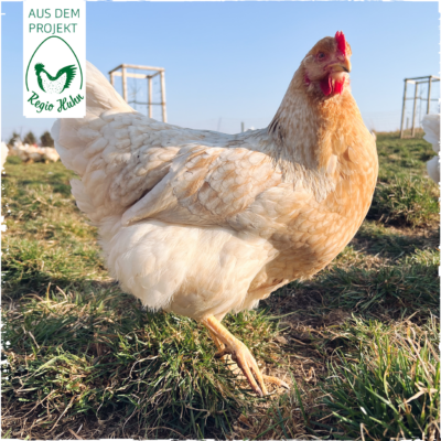 RegioHuhn BieleEgg Henne