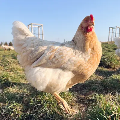 RegioHuhn BieleEgg Henne