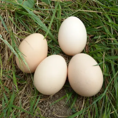 RegioHuhn RamelsMeat Eier