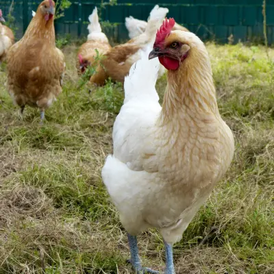 RegioHuhn RamelsMeat Henne