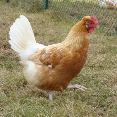 RegioHuhn SteirerMeat Henne 2