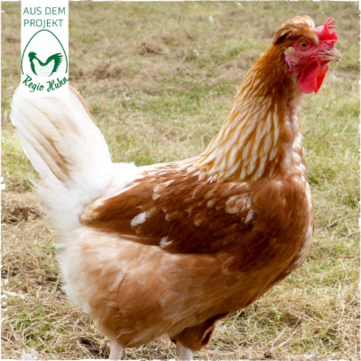RegioHuhn SteirerMeat Henne 2