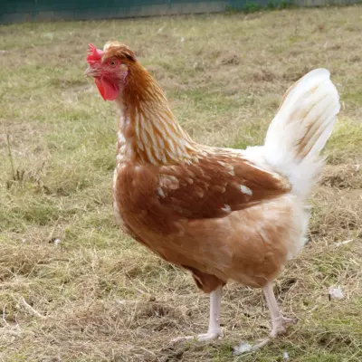 RegioHuhn SteirerMeat Henne