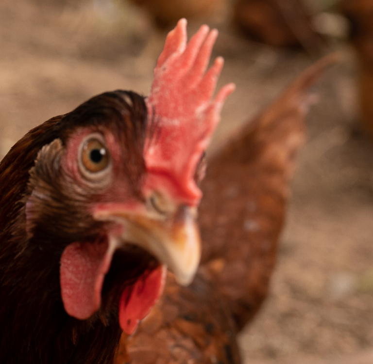 Ich wollt, ich wär dein Huhn
