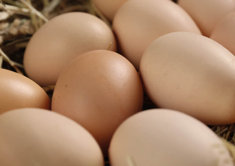 Ökologische Tierzucht 18 RegioHuhn Bruteier bei der ÖTZ