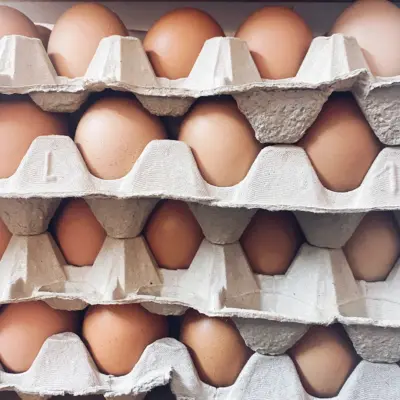 Entdecke die Königin des Geflügels 5 ÖTZ Chili Eier
