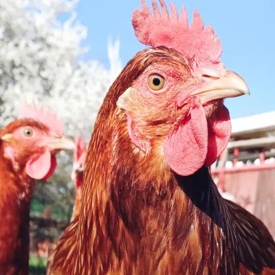 Entdecke die Königin des Geflügels 4 ÖTZ Chili Henne