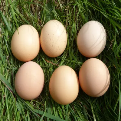 RegioHuhn RamelsEgg Eier