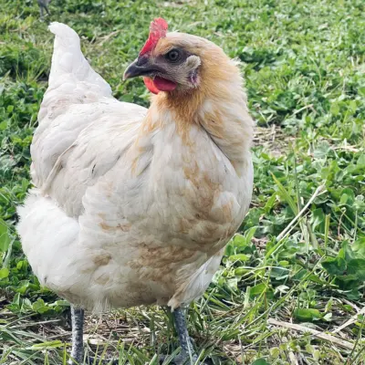 RegioHuhn RamelsEgg Henne