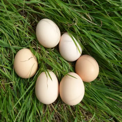 RegioHuhn SteirerEgg Eier
