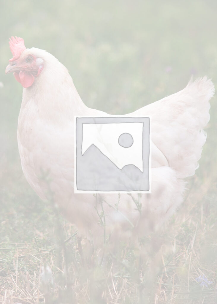 Platzhalter Bild - Henne