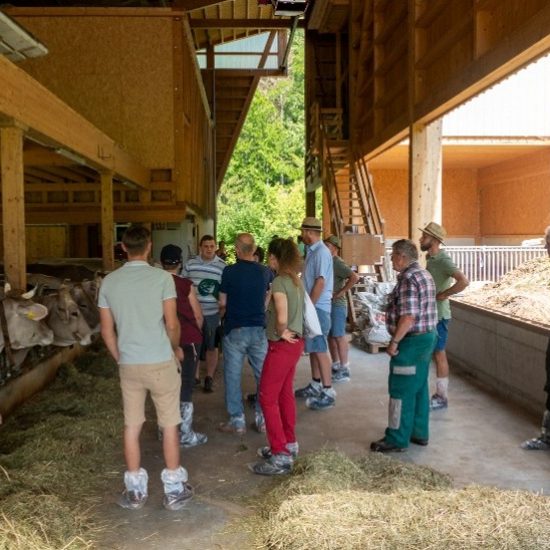 Bio-Rinderzucht und Bio-KB-Stiere