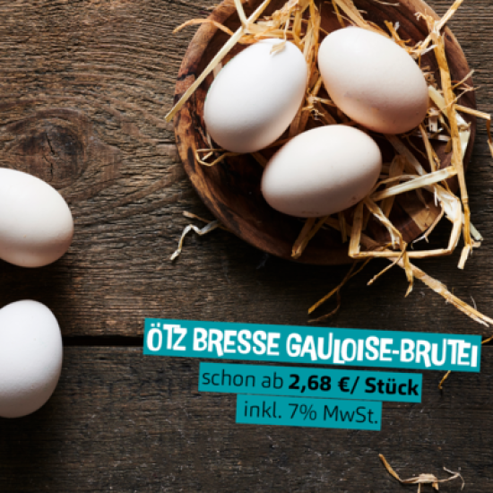 Hatching eggs ÖTZ Bresse Gauloises